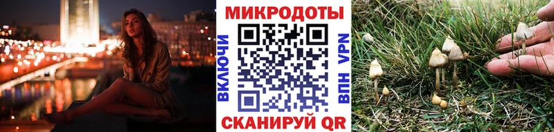 закладки Рудня Галлюциногенные грибы Psilocybe